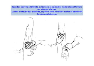 Quando o cotovelo está fletido, o olécrano e os epicôndilos medial e lateral formam
um triângulo isósceles.
Quando o cotovelo está estendido, os pontos sobre o olécrano e sobre os epicôndilos
formam uma linha reta.
 