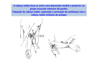 A cabeça radial situa-se entre uma depressão medial e posterior ao
grupo muscular extensor do punho.
Palpação da cabeça radial: supinação e pronação do antebraço rota a
cabeça radial embaixo do polegar
 