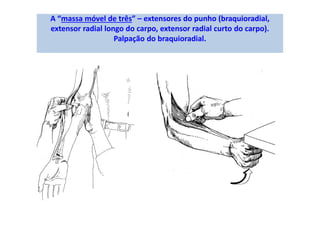 A “massa móvel de três” – extensores do punho (braquioradial,
extensor radial longo do carpo, extensor radial curto do carpo).
Palpação do braquioradial.
 