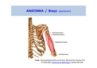 ANATOMIA / Braço (posterior)
Fonte: Musculoskeletal Atlas-Carol Teitz, MD and Dan Graney, PhD
© 1996-2007 University of Washington, Seattle WA USA
 