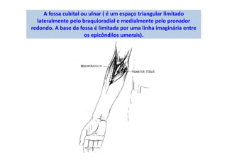 A fossa cubital ou ulnar ( é um espaço triangular limitado
lateralmente pelo braquioradial e medialmente pelo pronador
redondo. A base da fossa é limitada por uma linha imaginária entre
os epicôndilos umerais).
 