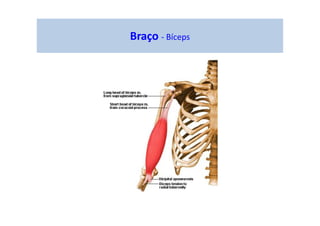 Braço - Bíceps
 