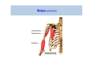 Braço (anterior)
 