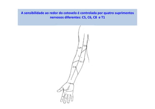 A sensibilidade ao redor do cotovelo é controlada por quatro suprimentos
nervosos diferentes: C5, C6, C8 e T1
 