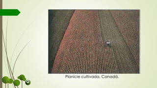 Planície cultivada, Canadá.
 