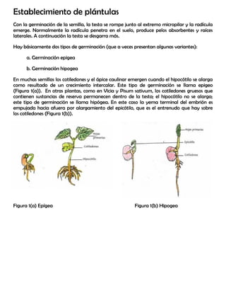 Establecimiento de plántulas
Con la germinación de la semilla, la testa se rompe junto al extremo micropilar y la radícula
emerge. Normalmente la radícula penetra en el suelo, produce pelos absorbentes y raíces
laterales. A continuación la testa se desgarra más.
Hay básicamente dos tipos de germinación (que a veces presentan algunas variantes):
a. Germinación epigea
b. Germinación hipogea
En muchas semillas los cotiledones y el ápice caulinar emergen cuando el hipocótilo se alarga
como resultado de un crecimiento intercalar. Este tipo de germinación se llama epigeo
(Figura 1(a)). En otras plantas, como en Vicia y Pisum sativum, los cotiledones gruesos que
contienen sustancias de reserva permanecen dentro de la testa; el hipocótilo no se alarga;
este tipo de germinación se llama hipógea. En este caso la yema terminal del embrión es
empujada hacia afuera por alargamiento del epicótilo, que es el entrenudo que hay sobre
los cotiledones (Figura 1(b)).
Figura 1(a) Epígea Figura 1(b) Hipogea
 