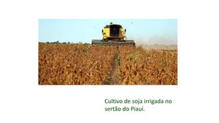 Cultivo de soja irrigada no
sertão do Piauí.
 