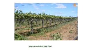 Assentamento Marrecas - Piauí
 