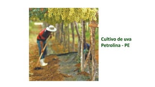 Cultivo de uva
Petrolina - PE
 