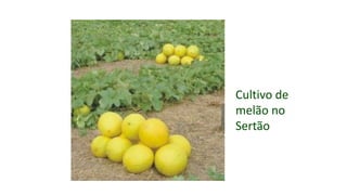 Cultivo de
melão no
Sertão
 