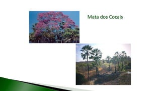 Mata dos Cocais
 