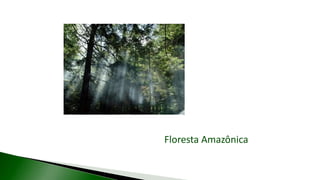 Floresta Amazônica
 