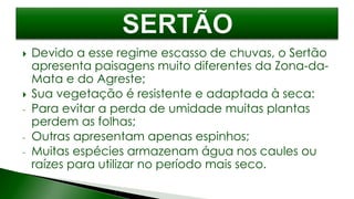  Devido a esse regime escasso de chuvas, o Sertão
apresenta paisagens muito diferentes da Zona-da-
Mata e do Agreste;
 Sua vegetação é resistente e adaptada à seca:
- Para evitar a perda de umidade muitas plantas
perdem as folhas;
- Outras apresentam apenas espinhos;
- Muitas espécies armazenam água nos caules ou
raízes para utilizar no período mais seco.
 