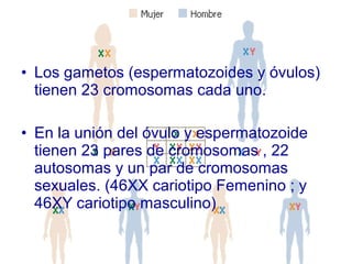 CAUSAS GENETICAS 
Alteraciones Cromosómicas 
• Los gametos (espermatozoides y óvulos) 
tienen 23 cromosomas cada uno. 
• En la unión del óvulo y espermatozoide 
tienen 23 pares de cromosomas , 22 
autosomas y un par de cromosomas 
sexuales. (46XX cariotipo Femenino ; y 
46XY cariotipo masculino) 
 