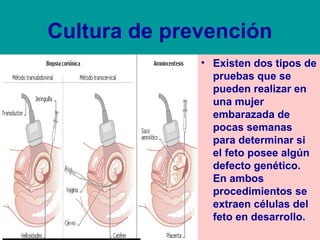 Cultura de prevención 
• Existen dos tipos de 
pruebas que se 
pueden realizar en 
una mujer 
embarazada de 
pocas semanas 
para determinar si 
el feto posee algún 
defecto genético. 
En ambos 
procedimientos se 
extraen células del 
feto en desarrollo. 
 