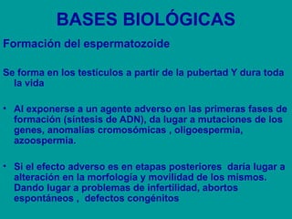 BASES BIOLÓGICAS 
Formación del espermatozoide 
Se forma en los testículos a partir de la pubertad Y dura toda 
la vida 
• Al exponerse a un agente adverso en las primeras fases de 
formación (síntesis de ADN), da lugar a mutaciones de los 
genes, anomalías cromosómicas , oligoespermia, 
azoospermia. 
• Si el efecto adverso es en etapas posteriores daría lugar a 
alteración en la morfología y movilidad de los mismos. 
Dando lugar a problemas de infertilidad, abortos 
espontáneos , defectos congénitos 
 