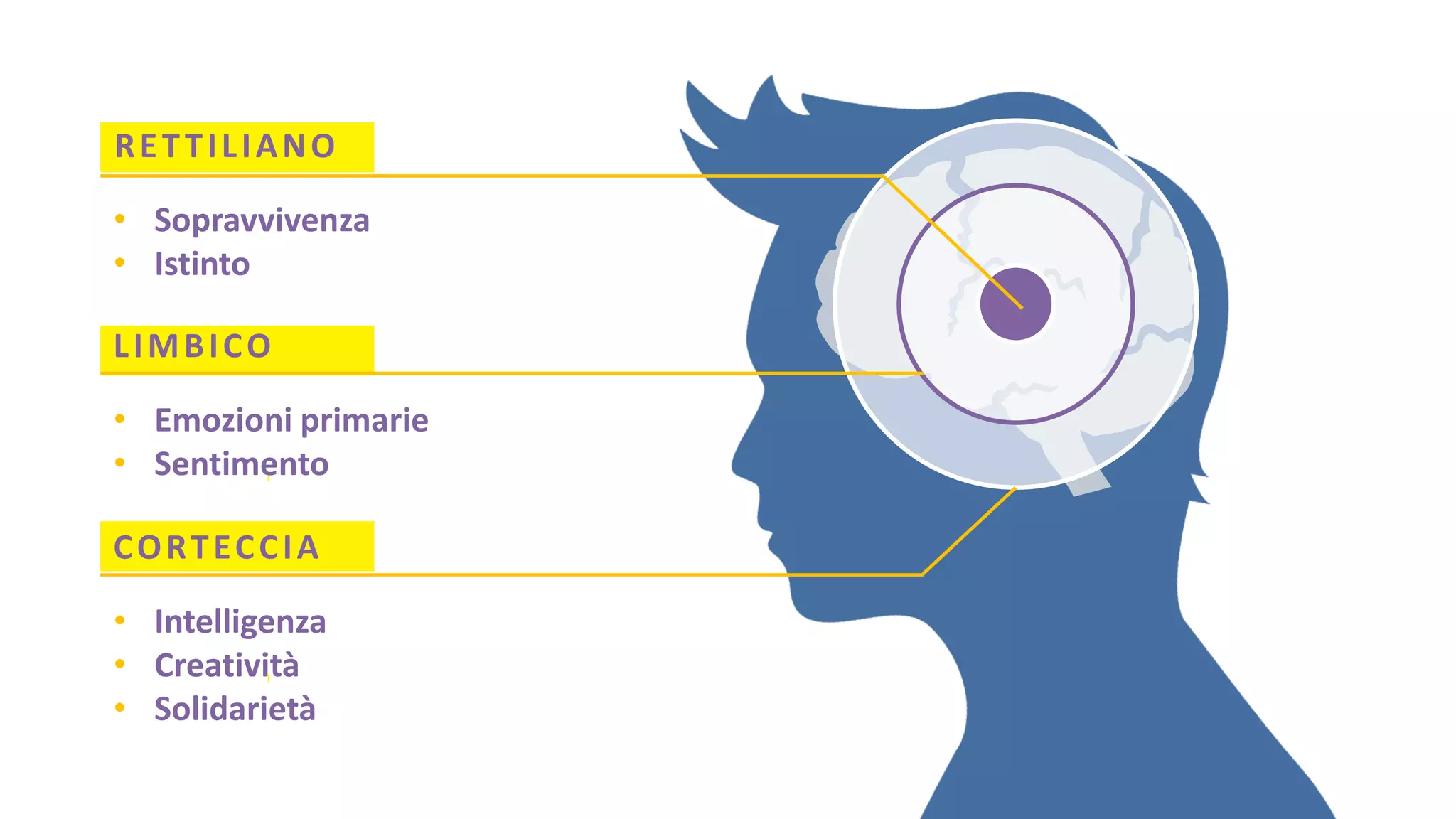RETTILIANO
• Sopravvivenza
• Istinto
LIMBICO
• Emozioni primarie
• Sentimento
CORTECCIA
• Intelligenza
• Creatività
• Solidarietà
 