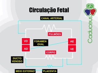 AE
VE
VD
AD
CANAL ARTERIAL
PULMÕES
FORAMEN
OVAL
CORPO
PLACENTA
DUCTO
VENOSO
Circulação Fetal
MEIO EXTERNO
 