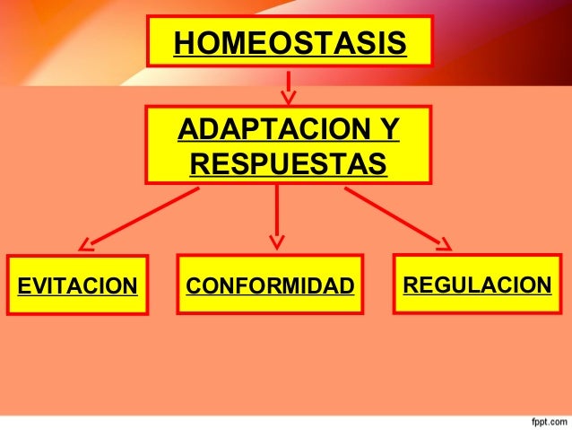 CLASE HOMEOSTASIS Y RESPUESTAS DE ADAPTACION