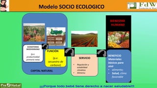 Modelo SOCIO ECOLOGICO 
ECOSISTEMAS 
BIODIVERSIDAD 
(p.e. 
productividad 
primaria neta) 
FUNCIÓN 
(p.e. 
secuestro de 
carbono) 
SERVICIO 
• Regulación y 
estabilidad 
climática 
• Alimento 
BIENESTAR 
HUMANO 
BENEFICIO 
Materiales 
básicos para 
vivir 
• alimento; 
• Salud, clima 
favorable 
CAPITAL NATURAL 
 