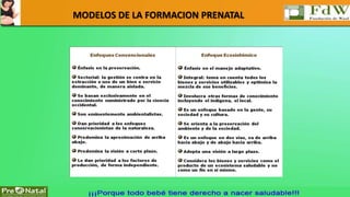 MODELOS DE LA FORMACION PRENATAL 
 