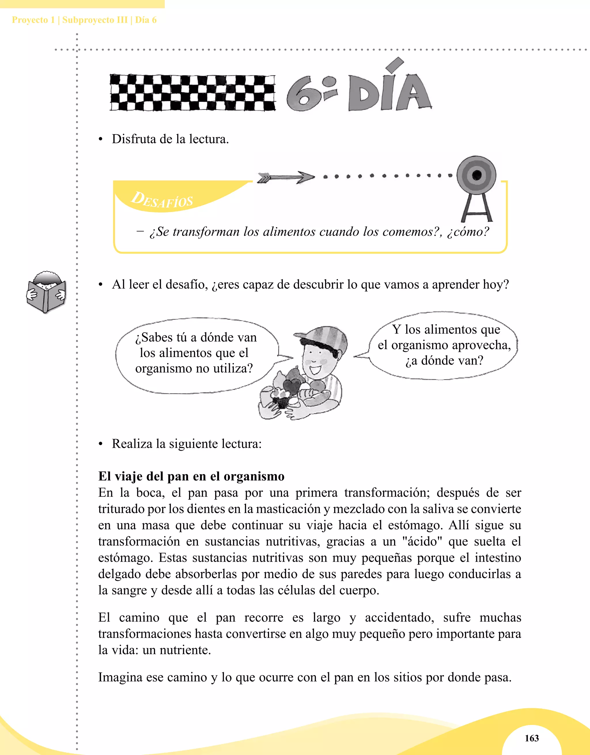 163
Proyecto 1 | Subproyecto III | Día 6
Desafíos
−− ¿Se transforman los alimentos cuando los comemos?, ¿cómo?
•	 Al leer el desafío, ¿eres capaz de descubrir lo que vamos a aprender hoy?
¿Sabes tú a dónde van
los alimentos que el
organismo no utiliza?
Y los alimentos que
el organismo aprovecha,
¿a dónde van?
•	 Realiza la siguiente lectura:
El viaje del pan en el organismo
En la boca, el pan pasa por una primera transformación; después de ser
triturado por los dientes en la masticación y mezclado con la saliva se convierte
en una masa que debe continuar su viaje hacia el estómago. Allí sigue su
transformación en sustancias nutritivas, gracias a un "ácido" que suelta el
estómago. Estas sustancias nutritivas son muy pequeñas porque el intestino
delgado debe absorberlas por medio de sus paredes para luego conducirlas a
la sangre y desde allí a todas las células del cuerpo.
El camino que el pan recorre es largo y accidentado, sufre muchas
transformaciones hasta convertirse en algo muy pequeño pero importante para
la vida: un nutriente.
Imagina ese camino y lo que ocurre con el pan en los sitios por donde pasa.
•	 Disfruta de la lectura.
 