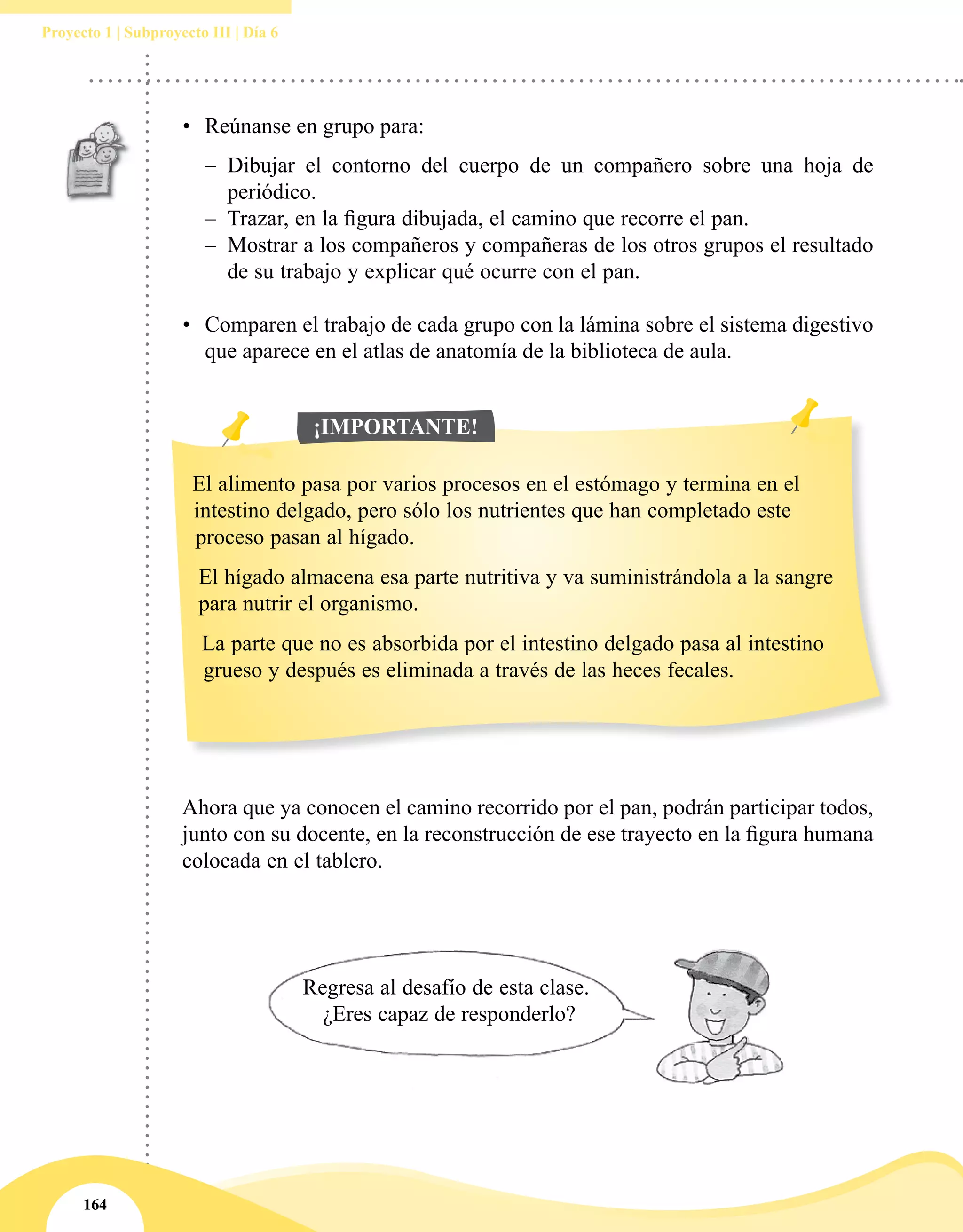 164
Proyecto 1 | Subproyecto III | Día 6
Ahora que ya conocen el camino recorrido por el pan, podrán participar todos,
junto con su docente, en la reconstrucción de ese trayecto en la figura humana
colocada en el tablero.
El alimento pasa por varios procesos en el estómago y termina en el
intestino delgado, pero sólo los nutrientes que han completado este
proceso pasan al hígado.
El hígado almacena esa parte nutritiva y va suministrándola a la sangre
para nutrir el organismo.
La parte que no es absorbida por el intestino delgado pasa al intestino
grueso y después es eliminada a través de las heces fecales.
¡IMPORTANTE!
•	 Reúnanse en grupo para:
–– Dibujar el contorno del cuerpo de un compañero sobre una hoja de
periódico.
–– Trazar, en la figura dibujada, el camino que recorre el pan.
–– Mostrar a los compañeros y compañeras de los otros grupos el resultado
de su trabajo y explicar qué ocurre con el pan.
•	 Comparen el trabajo de cada grupo con la lámina sobre el sistema digestivo
que aparece en el atlas de anatomía de la biblioteca de aula.
Regresa al desafío de esta clase.
¿Eres capaz de responderlo?
 