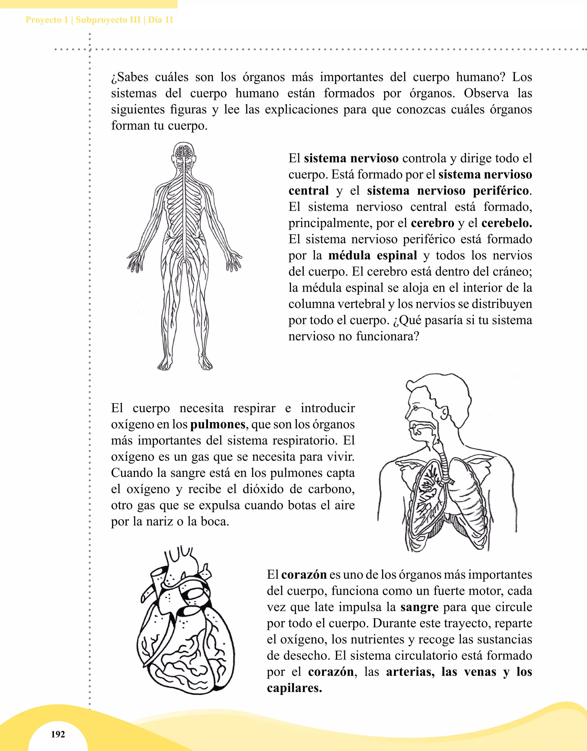 192
Proyecto 1 | Subproyecto III | Día 11
El sistema nervioso controla y dirige todo el
cuerpo. Está formado por el sistema nervioso
central y el sistema nervioso periférico.
El sistema nervioso central está formado,
principalmente, por el cerebro y el cerebelo.
El sistema nervioso periférico está formado
por la médula espinal y todos los nervios
del cuerpo. El cerebro está dentro del cráneo;
la médula espinal se aloja en el interior de la
columna vertebral y los nervios se distribuyen
por todo el cuerpo. ¿Qué pasaría si tu sistema
nervioso no funcionara?
El cuerpo necesita respirar e introducir
oxígeno en los pulmones, que son los órganos
más importantes del sistema respiratorio. El
oxígeno es un gas que se necesita para vivir.
Cuando la sangre está en los pulmones capta
el oxígeno y recibe el dióxido de carbono,
otro gas que se expulsa cuando botas el aire
por la nariz o la boca.
El corazón es uno de los órganos más importantes
del cuerpo, funciona como un fuerte motor, cada
vez que late impulsa la sangre para que circule
por todo el cuerpo. Durante este trayecto, reparte
el oxígeno, los nutrientes y recoge las sustancias
de desecho. El sistema circulatorio está formado
por el corazón, las arterias, las venas y los
capilares.
¿Sabes cuáles son los órganos más importantes del cuerpo humano? Los
sistemas del cuerpo humano están formados por órganos. Observa las
siguientes figuras y lee las explicaciones para que conozcas cuáles órganos
forman tu cuerpo.
 