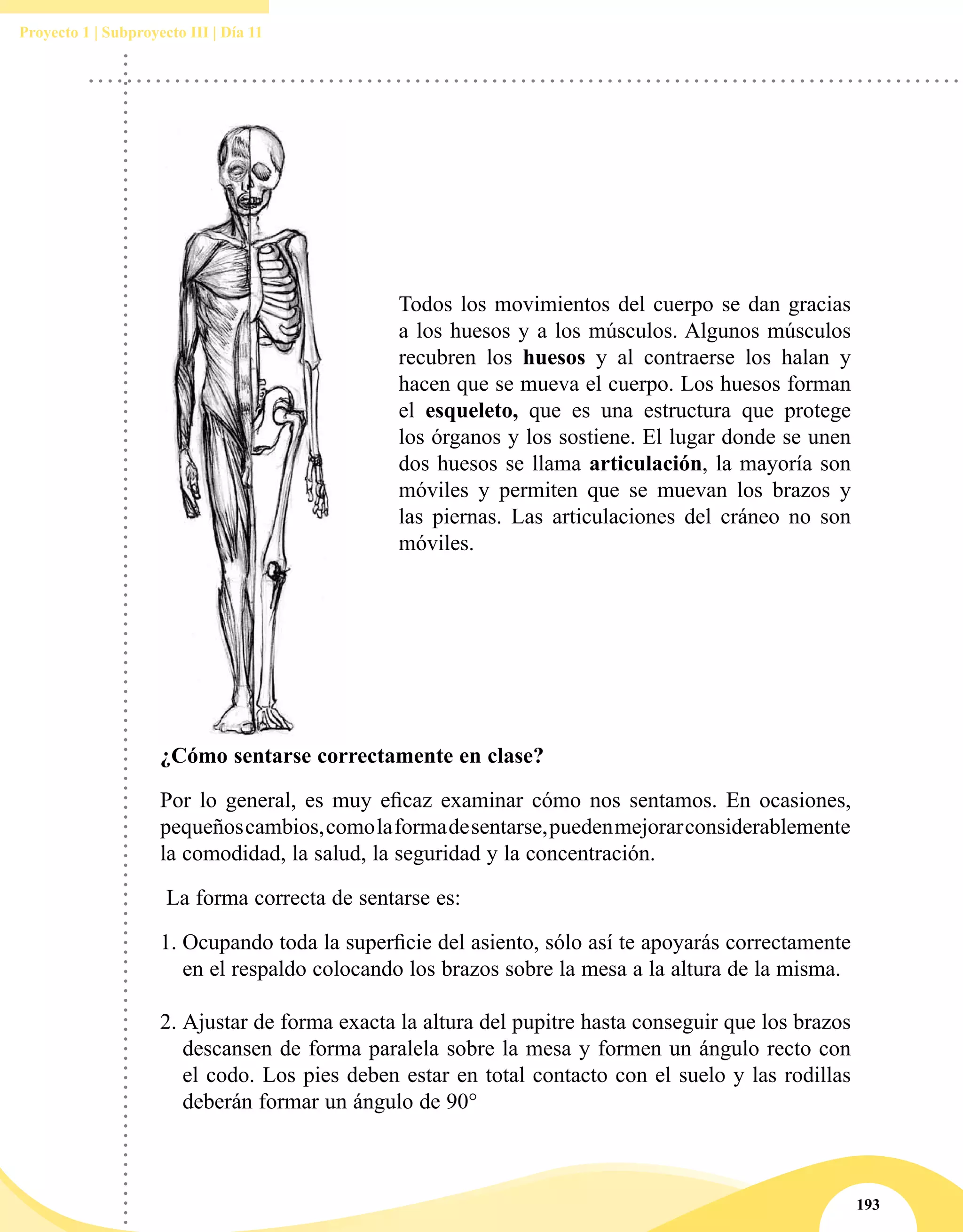 193
Proyecto 1 | Subproyecto III | Día 11
Todos los movimientos del cuerpo se dan gracias
a los huesos y a los músculos. Algunos músculos
recubren los huesos y al contraerse los halan y
hacen que se mueva el cuerpo. Los huesos forman
el esqueleto, que es una estructura que protege
los órganos y los sostiene. El lugar donde se unen
dos huesos se llama articulación, la mayoría son
móviles y permiten que se muevan los brazos y
las piernas. Las articulaciones del cráneo no son
móviles.
¿Cómo sentarse correctamente en clase?
Por lo general, es muy eficaz examinar cómo nos sentamos. En ocasiones,
pequeñoscambios,comolaformadesentarse,puedenmejorarconsiderablemente
la comodidad, la salud, la seguridad y la concentración.
La forma correcta de sentarse es:
1.	Ocupando toda la superficie del asiento, sólo así te apoyarás correctamente
en el respaldo colocando los brazos sobre la mesa a la altura de la misma.
2.	Ajustar de forma exacta la altura del pupitre hasta conseguir que los brazos
descansen de forma paralela sobre la mesa y formen un ángulo recto con
el codo. Los pies deben estar en total contacto con el suelo y las rodillas
deberán formar un ángulo de 90°
 