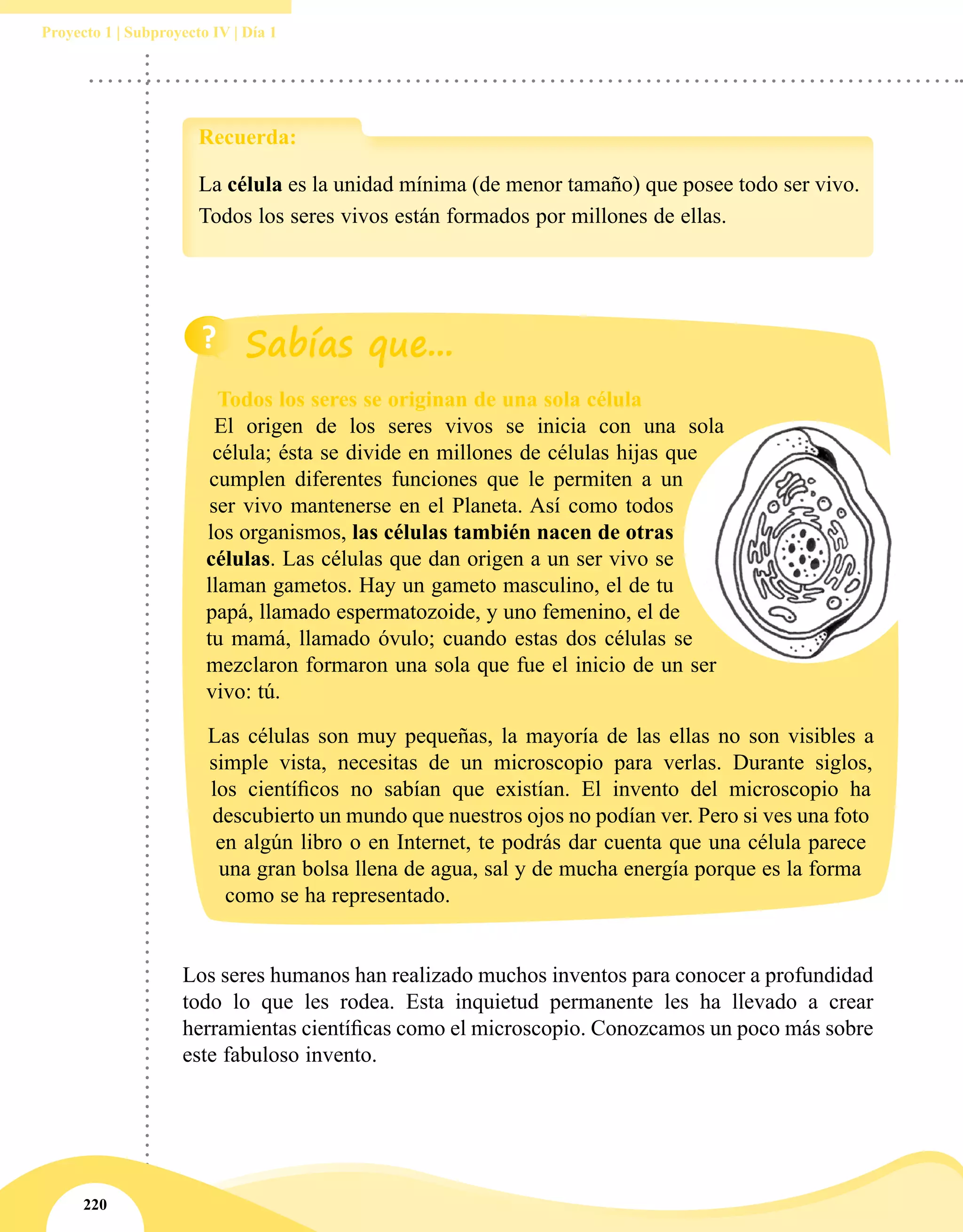 220
Proyecto 1 | Subproyecto IV | Día 1
Los seres humanos han realizado muchos inventos para conocer a profundidad
todo lo que les rodea. Esta inquietud permanente les ha llevado a crear
herramientas científicas como el microscopio. Conozcamos un poco más sobre
este fabuloso invento.
La célula es la unidad mínima (de menor tamaño) que posee todo ser vivo.
Todos los seres vivos están formados por millones de ellas.
Recuerda:
Todos los seres se originan de una sola célula
El origen de los seres vivos se inicia con una sola
célula; ésta se divide en millones de células hijas que
cumplen diferentes funciones que le permiten a un
ser vivo mantenerse en el Planeta. Así como todos
los organismos, las células también nacen de otras
células. Las células que dan origen a un ser vivo se
llaman gametos. Hay un gameto masculino, el de tu
papá, llamado espermatozoide, y uno femenino, el de
tu mamá, llamado óvulo; cuando estas dos células se
mezclaron formaron una sola que fue el inicio de un ser
vivo: tú.
Las células son muy pequeñas, la mayoría de las ellas no son visibles a
simple vista, necesitas de un microscopio para verlas. Durante siglos,
los científicos no sabían que existían. El invento del microscopio ha
descubierto un mundo que nuestros ojos no podían ver. Pero si ves una foto
en algún libro o en Internet, te podrás dar cuenta que una célula parece
una gran bolsa llena de agua, sal y de mucha energía porque es la forma
como se ha representado.
 