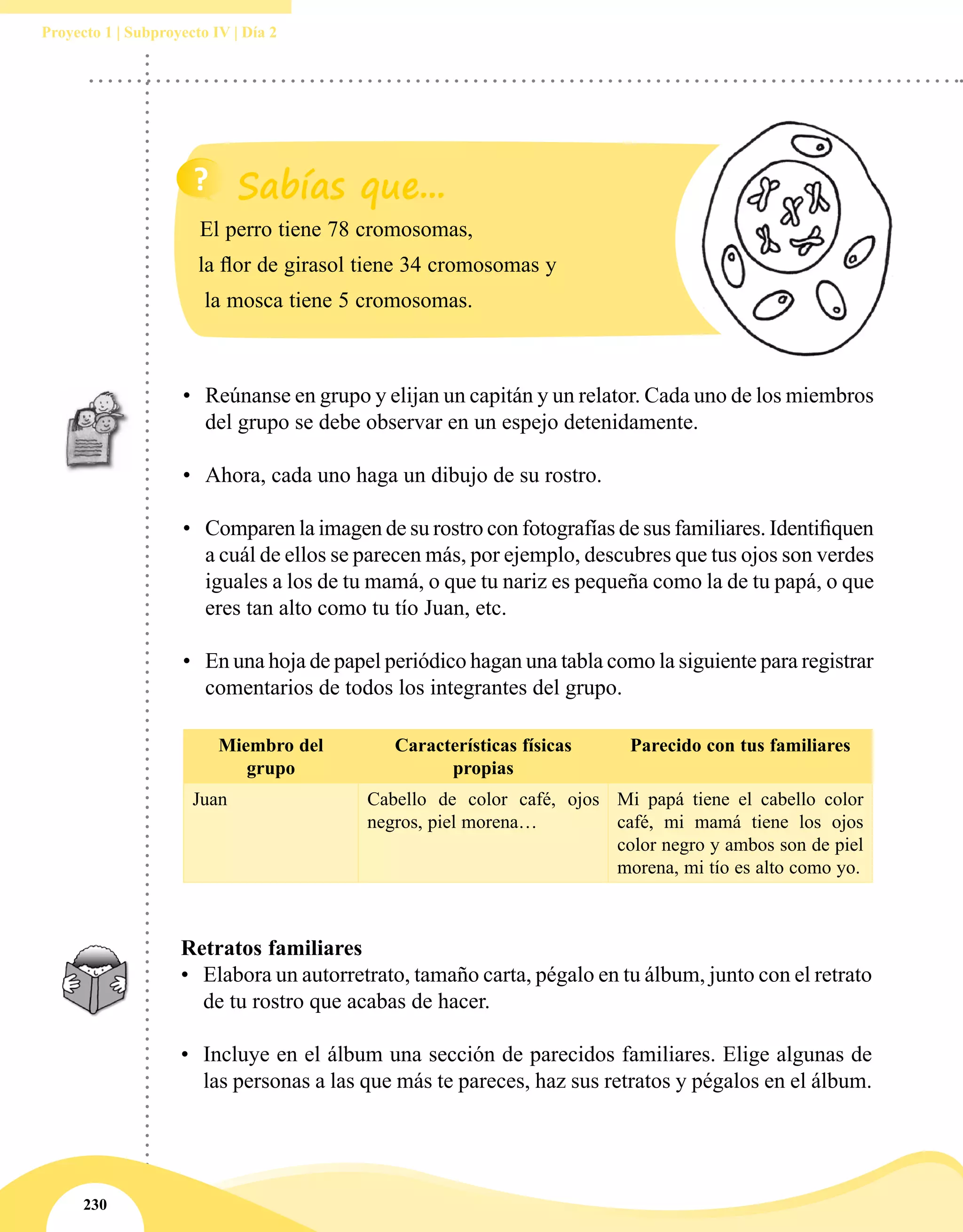 230
Proyecto 1 | Subproyecto IV | Día 2
•	 Reúnanse en grupo y elijan un capitán y un relator. Cada uno de los miembros
del grupo se debe observar en un espejo detenidamente.
•	 Ahora, cada uno haga un dibujo de su rostro.
•	 Comparen la imagen de su rostro con fotografías de sus familiares. Identifiquen
a cuál de ellos se parecen más, por ejemplo, descubres que tus ojos son verdes
iguales a los de tu mamá, o que tu nariz es pequeña como la de tu papá, o que
eres tan alto como tu tío Juan, etc.
•	 En una hoja de papel periódico hagan una tabla como la siguiente para registrar
comentarios de todos los integrantes del grupo.
El perro tiene 78 cromosomas,
la flor de girasol tiene 34 cromosomas y
la mosca tiene 5 cromosomas.
Miembro del
grupo
Características físicas
propias
Parecido con tus familiares
Juan Cabello de color café, ojos
negros, piel morena…
Mi papá tiene el cabello color
café, mi mamá tiene los ojos
color negro y ambos son de piel
morena, mi tío es alto como yo.
Retratos familiares
•	 Elabora un autorretrato, tamaño carta, pégalo en tu álbum, junto con el retrato
de tu rostro que acabas de hacer.
•	 Incluye en el álbum una sección de parecidos familiares. Elige algunas de
las personas a las que más te pareces, haz sus retratos y pégalos en el álbum.
 