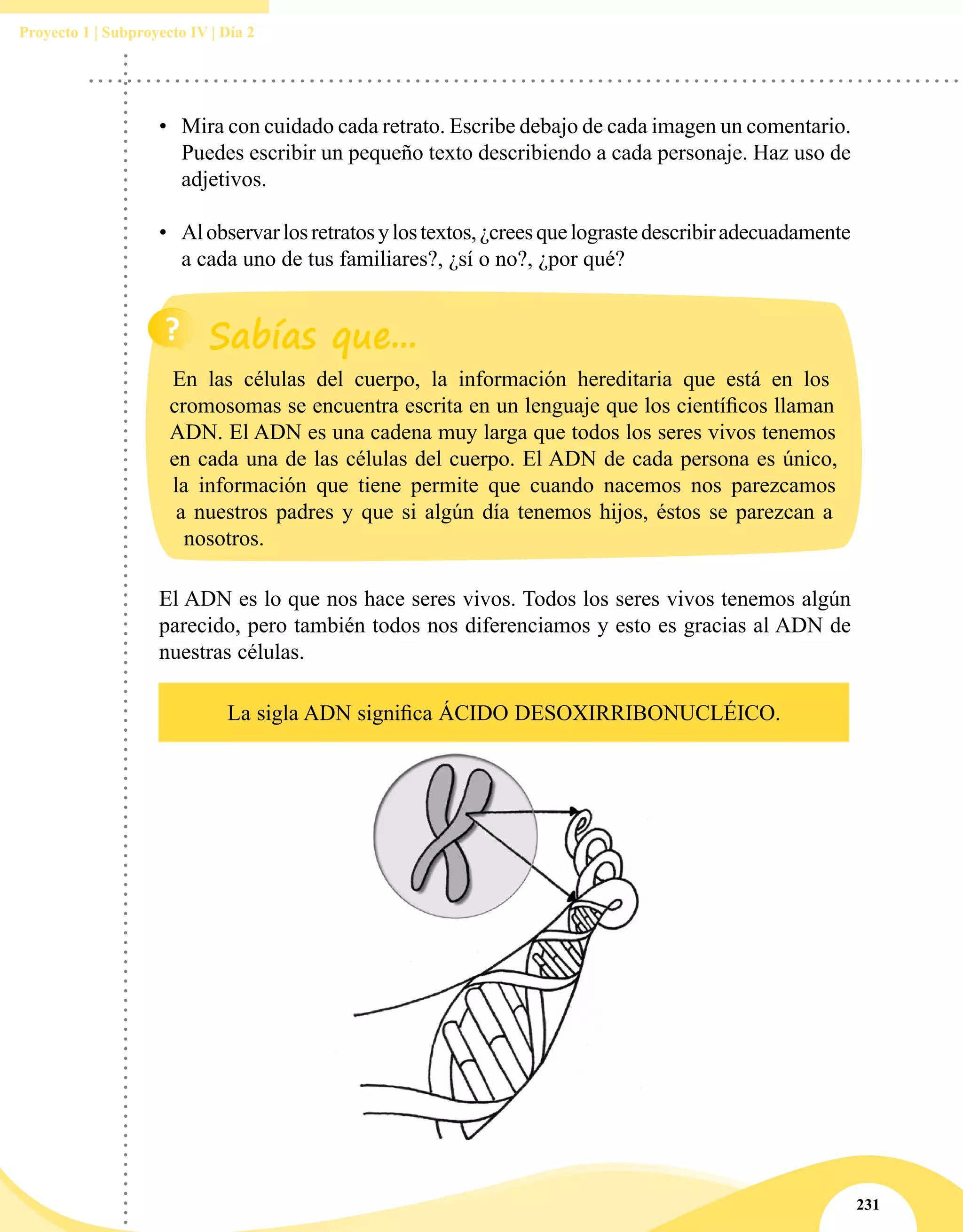 231
Proyecto 1 | Subproyecto IV | Día 2
La sigla ADN significa ÁCIDO DESOXIRRIBONUCLÉICO.
•	 Mira con cuidado cada retrato. Escribe debajo de cada imagen un comentario.
Puedes escribir un pequeño texto describiendo a cada personaje. Haz uso de
adjetivos.
•	 Alobservarlosretratosylostextos,¿creesquelograstedescribiradecuadamente
a cada uno de tus familiares?, ¿sí o no?, ¿por qué?
En las células del cuerpo, la información hereditaria que está en los
cromosomas se encuentra escrita en un lenguaje que los científicos llaman
ADN. El ADN es una cadena muy larga que todos los seres vivos tenemos
en cada una de las células del cuerpo. El ADN de cada persona es único,
la información que tiene permite que cuando nacemos nos parezcamos
a nuestros padres y que si algún día tenemos hijos, éstos se parezcan a
nosotros.
El ADN es lo que nos hace seres vivos. Todos los seres vivos tenemos algún
parecido, pero también todos nos diferenciamos y esto es gracias al ADN de
nuestras células.
 