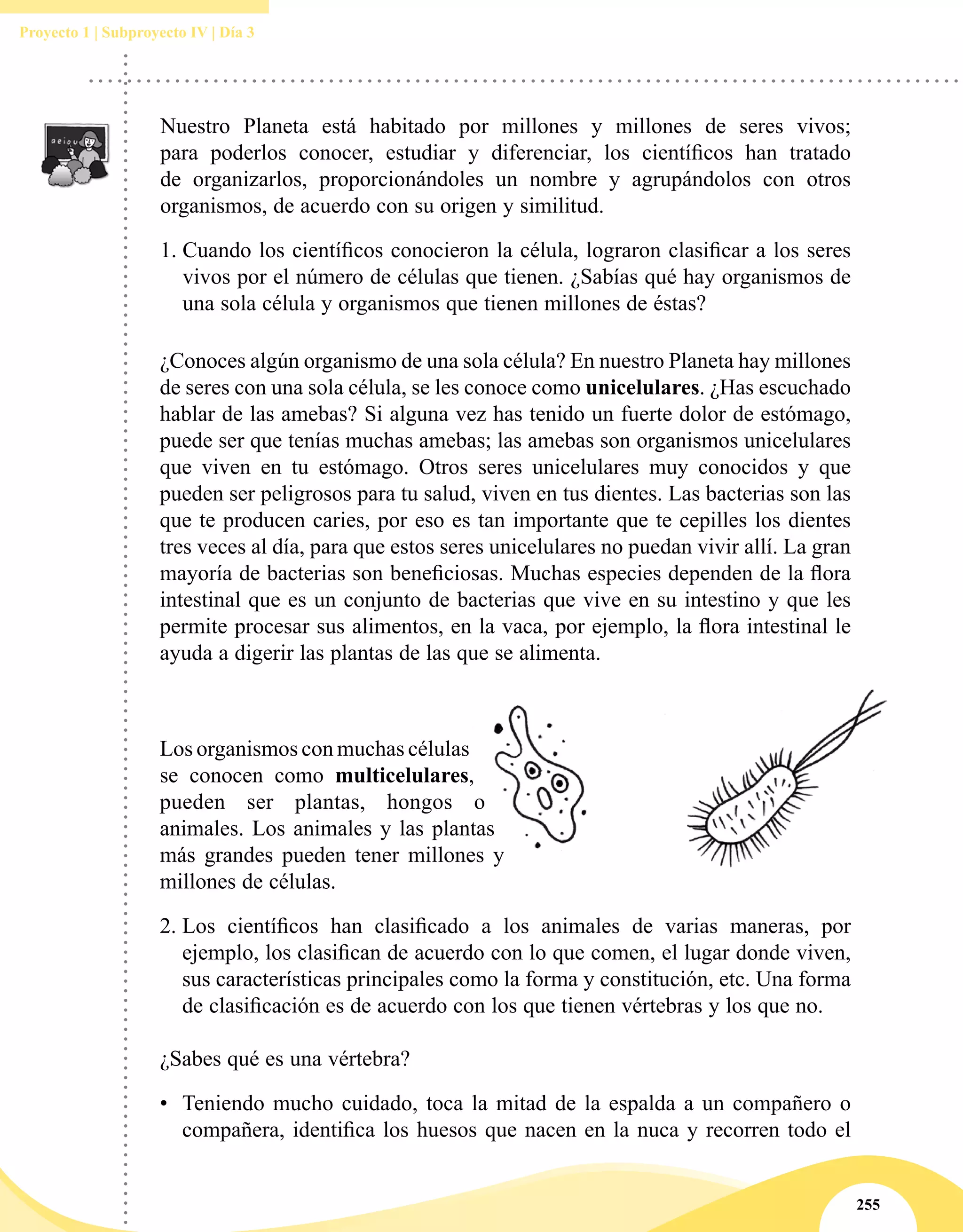 255
Proyecto 1 | Subproyecto IV | Día 3
Nuestro Planeta está habitado por millones y millones de seres vivos;
para poderlos conocer, estudiar y diferenciar, los científicos han tratado
de organizarlos, proporcionándoles un nombre y agrupándolos con otros
organismos, de acuerdo con su origen y similitud.
1.	Cuando los científicos conocieron la célula, lograron clasificar a los seres
vivos por el número de células que tienen. ¿Sabías qué hay organismos de
una sola célula y organismos que tienen millones de éstas?
¿Conoces algún organismo de una sola célula? En nuestro Planeta hay millones
de seres con una sola célula, se les conoce como unicelulares. ¿Has escuchado
hablar de las amebas? Si alguna vez has tenido un fuerte dolor de estómago,
puede ser que tenías muchas amebas; las amebas son organismos unicelulares
que viven en tu estómago. Otros seres unicelulares muy conocidos y que
pueden ser peligrosos para tu salud, viven en tus dientes. Las bacterias son las
que te producen caries, por eso es tan importante que te cepilles los dientes
tres veces al día, para que estos seres unicelulares no puedan vivir allí. La gran
mayoría de bacterias son beneficiosas. Muchas especies dependen de la flora
intestinal que es un conjunto de bacterias que vive en su intestino y que les
permite procesar sus alimentos, en la vaca, por ejemplo, la flora intestinal le
ayuda a digerir las plantas de las que se alimenta.
Los organismos con muchas células
se conocen como multicelulares,
pueden ser plantas, hongos o
animales. Los animales y las plantas
más grandes pueden tener millones y
millones de células.
2.	Los científicos han clasificado a los animales de varias maneras, por
ejemplo, los clasifican de acuerdo con lo que comen, el lugar donde viven,
sus características principales como la forma y constitución, etc. Una forma
de clasificación es de acuerdo con los que tienen vértebras y los que no.
¿Sabes qué es una vértebra?
•	 Teniendo mucho cuidado, toca la mitad de la espalda a un compañero o
compañera, identifica los huesos que nacen en la nuca y recorren todo el
 