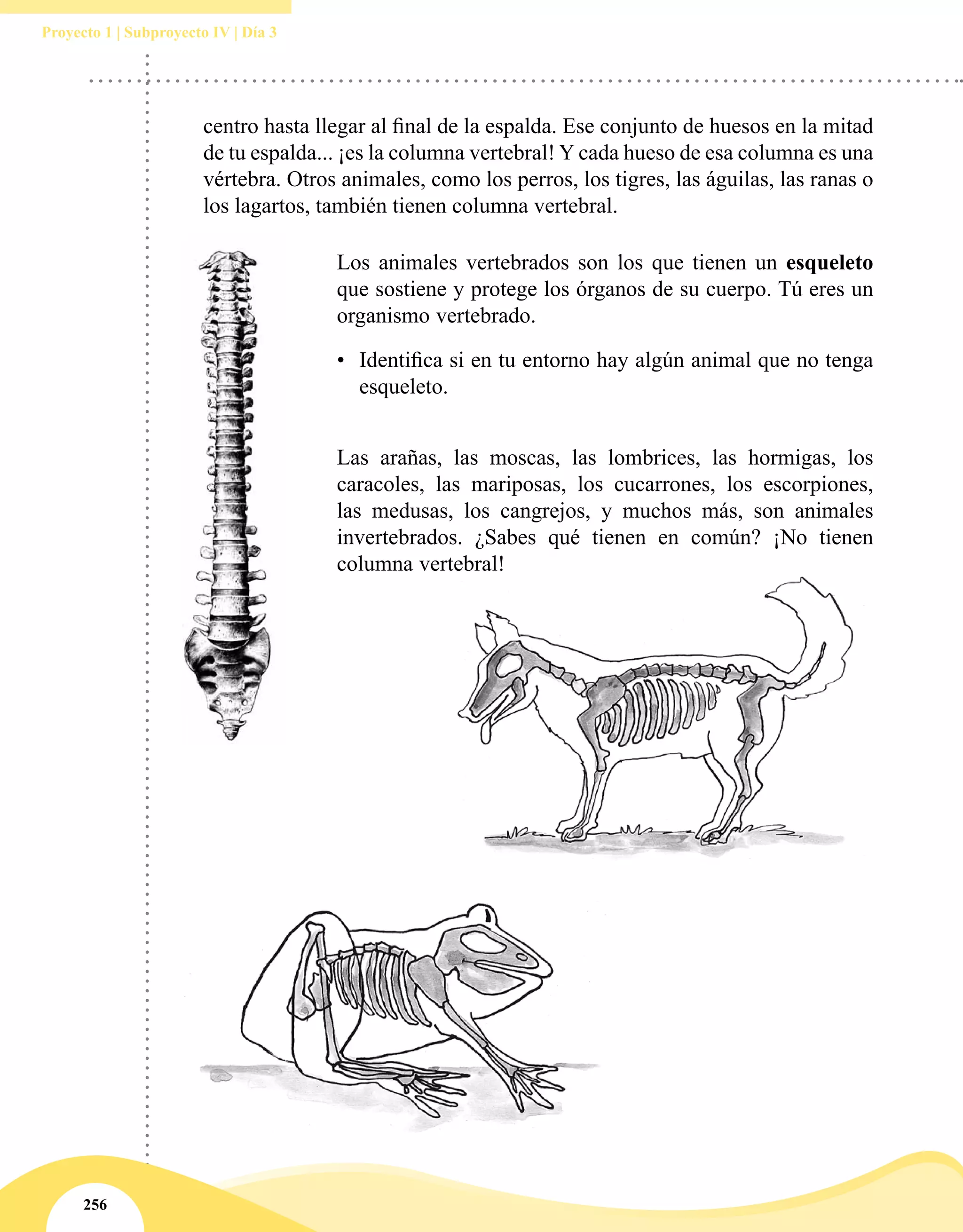 256
Proyecto 1 | Subproyecto IV | Día 3
centro hasta llegar al final de la espalda. Ese conjunto de huesos en la mitad
de tu espalda... ¡es la columna vertebral! Y cada hueso de esa columna es una
vértebra. Otros animales, como los perros, los tigres, las águilas, las ranas o
los lagartos, también tienen columna vertebral.
Los animales vertebrados son los que tienen un esqueleto
que sostiene y protege los órganos de su cuerpo. Tú eres un
organismo vertebrado.
•	 Identifica si en tu entorno hay algún animal que no tenga
esqueleto.
Las arañas, las moscas, las lombrices, las hormigas, los
caracoles, las mariposas, los cucarrones, los escorpiones,
las medusas, los cangrejos, y muchos más, son animales
invertebrados. ¿Sabes qué tienen en común? ¡No tienen
columna vertebral!
 