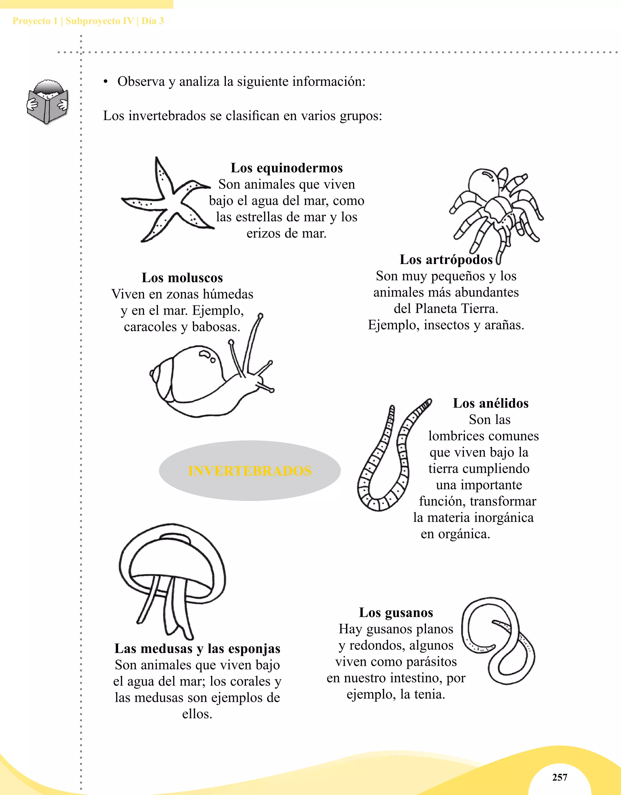 257
Proyecto 1 | Subproyecto IV | Día 3
•	 Observa y analiza la siguiente información:
Los invertebrados se clasifican en varios grupos:
INVERTEBRADOS
Los anélidos
Son las
lombrices comunes
que viven bajo la
tierra cumpliendo
una importante
función, transformar
la materia inorgánica
en orgánica.
Los gusanos
Hay gusanos planos
y redondos, algunos
viven como parásitos
en nuestro intestino, por
ejemplo, la tenia.
Los moluscos
Viven en zonas húmedas
y en el mar. Ejemplo,
caracoles y babosas.
Las medusas y las esponjas
Son animales que viven bajo
el agua del mar; los corales y
las medusas son ejemplos de
ellos.
Los artrópodos
Son muy pequeños y los
animales más abundantes
del Planeta Tierra.
Ejemplo, insectos y arañas.
Los equinodermos
Son animales que viven
bajo el agua del mar, como
las estrellas de mar y los
erizos de mar.
 