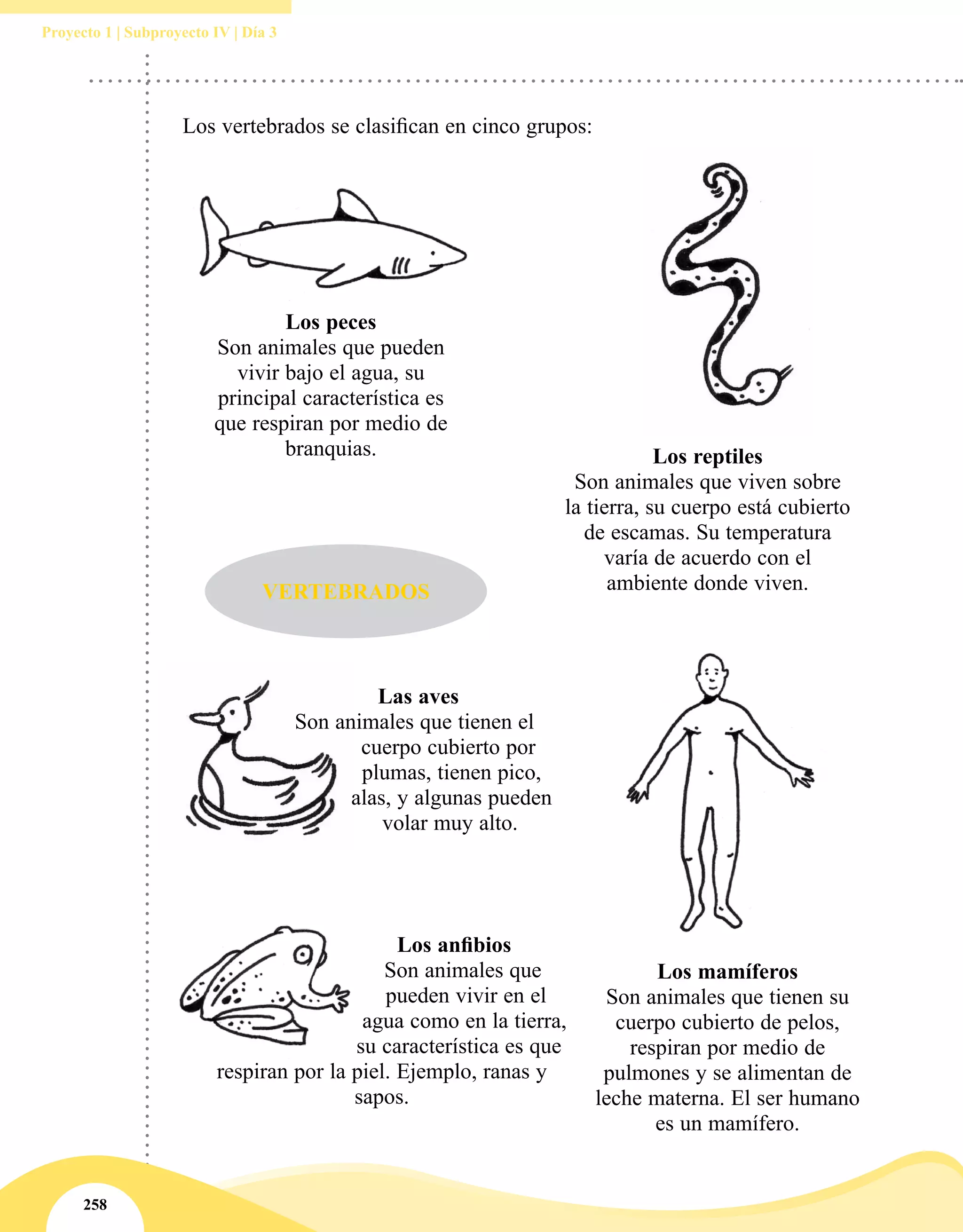 258
Proyecto 1 | Subproyecto IV | Día 3
Los vertebrados se clasifican en cinco grupos: 
Los peces
Son animales que pueden
vivir bajo el agua, su
principal característica es
que respiran por medio de
branquias.
VERTEBRADOS
Los reptiles
Son animales que viven sobre
la tierra, su cuerpo está cubierto
de escamas. Su temperatura
varía de acuerdo con el
ambiente donde viven.
Los anfibios
Son animales que
pueden vivir en el
agua como en la tierra,
su característica es que
respiran por la piel. Ejemplo, ranas y
sapos.
Las aves
Son animales que tienen el
cuerpo cubierto por
plumas, tienen pico,
alas, y algunas pueden
volar muy alto.
Los mamíferos
Son animales que tienen su
cuerpo cubierto de pelos,
respiran por medio de
pulmones y se alimentan de
leche materna. El ser humano
es un mamífero.
 
