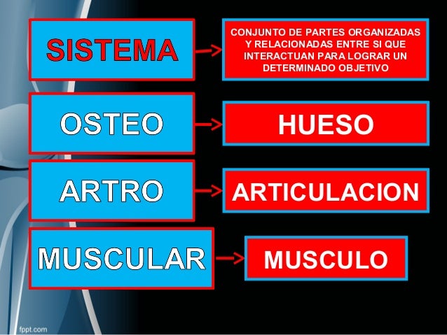 Resultado de imagen para sistema osteo-artro-muscular.
