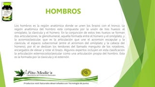 HOMBROS
Los hombros es la región anatómica donde se unen los brazos con el tronco. La
región anatómica del hombro está compuesta por la unión de tres huesos: el
omóplato, la clavícula y el húmero. En la conjunción de estos tres huesos se forman
dos articulaciones, la glenohumeral, aquella formada entre el húmero y el omóplato, y
la acromioclavicular, que es la articulación que une el acromion escapular y la
clavícula, el espacio subacromial (entre el acromion del omóplato y la cabeza del
húmero); por él se deslizan los tendones del llamado manguito de los rotadores,
encargados de elevar y rotar el brazo. Algunos expertos incluyen en esta clasificación
la articulación esternocostoclavicular como una articulación propia del hombro. Esta
es la formada por la clavícula y el esternón.
 