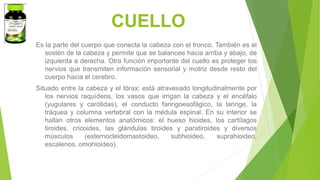 Es la parte del cuerpo que conecta la cabeza con el tronco. También es el
sostén de la cabeza y permite que se balancee hacia arriba y abajo, de
izquierda a derecha. Otra función importante del cuello es proteger los
nervios que transmiten información sensorial y motriz desde resto del
cuerpo hacia el cerebro.
Situado entre la cabeza y el tórax; está atravesado longitudinalmente por
los nervios raquídeos, los vasos que irrigan la cabeza y el encéfalo
(yugulares y carótidas), el conducto faringoesofágico, la laringe, la
tráquea y columna vertebral con la médula espinal. En su interior se
hallan otros elementos anatómicos: el hueso hioides, los cartílagos
tiroides, cricoides, las glándulas tiroides y paratiroides y diversos
músculos (esternocleidomastoideo, subhioideo, suprahioideo,
escalenos, omohioideo).
CUELLO
 