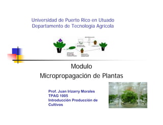 Universidad de Puerto Rico en Utuado
Departamento de Tecnología Agrícola
Modulo
Micropropagación de Plantas
Prof. Juan Irizarry Morales
TPAG 1005
Introducción Producción de
Cultivos
 