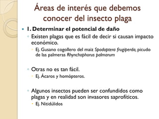 Áreas de interés que debemos
conocer del insecto plaga
 1. Determinar el potencial de daño
◦ Existen plagas que es fácil de decir si causan impacto
económico.
◦ Ej. Gusano cogollero del maiz Spodoptera frugiperda, picudo
de las palmeras Rhynchophorus palmarum
◦ Otras no es tan fácil.
◦ Ej. Ácaros y homópteros.
◦ Algunos insectos pueden ser confundidos como
plagas y en realidad son invasores saprofíticos.
 Ej. Nitidúlidos
 