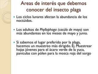Areas de interés que debemos
conocer del insecto plaga
 Los ciclos lunares afectan la abundancia de los
noctúidos.
 Los adultos de Phyllophaga (cacúlo de mayo) son
más abundantes en los meses de mayo y junio.
 Si sabemos el lugar preferido por la plaga,
hacemos un muestreo más dirigido. Ej. Muestrear
hojas jóvenes para el ácaro verde de la yuca,
panículas con pólen para la mosca roja del sorgo
 