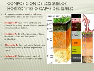 COMPOSICION DE LOS SUELOS:
HORIZONTES O CAPAS DEL SUELO
 Si hacemos un corte vertical del suelo
observamos zonas de diferentes colores
 Horizonte O: Es oscuro, contiene una
camada de hojas y ramas. No esta presente
en terrenos bajo cultivo.
 Horizonte A: Es el horizonte superficial,
donde se cultiva y es la capa mas
productiva.
 Horizonte B: Es el sub suelo. Es una zona
con menos raíces y menos organismos
vivos.
 Horizonte C: Está cerca del material
parental y tiene características de este
 