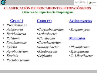 CLASIFICACIÓN DE PROCARIONTES FITOPATÓGENOS
Géneros de importancia fitopatógena

•
•
•
•
•
•
•
•
•

Gram(-)
Pseudomonas
Acidovorax
Burkholderia
Ralstonia
Xanthomonas
Xylella
Agrobacterium
Erwinia
Pectobacterium

Gram (+)

Actinomycetes

•Corynebacterium
•Arthrobacter
•Clavibacter
•Curtobacterium
•Rathayibacter
•Rhodococcus
•Leifsonia

•Streptomyces
Mollicutes
•Phytoplasma
•Spiroplasma
•C. Liberibacter

 