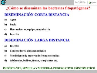 ¿Cómo se diseminan las bacterias fitopatógenas?
DISEMINACIÓN CORTA DISTANCIA
a)

Agua

b)

Suelo

c)

Herramientas, equipo, maquinaria

d)

Insectos

DISEMINACIÓN LARGA DISTANCIA
a)

Insectos

b)

Contenedores, almacenamiento

c)

Movimiento de material infectado: semillas

d)

tubérculos, bulbos, frutos, trasplantes etc.

IMPORTANTE, SEMILLA Y MATERIAL PROPAGATIVO ASINTÓMATICO

 