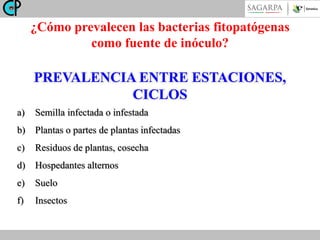 ¿Cómo prevalecen las bacterias fitopatógenas
como fuente de inóculo?

PREVALENCIA ENTRE ESTACIONES,
CICLOS
a)

Semilla infectada o infestada

b)

Plantas o partes de plantas infectadas

c)

Residuos de plantas, cosecha

d)

Hospedantes alternos

e)

Suelo

f)

Insectos

 