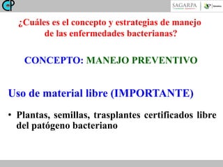 ¿Cuáles es el concepto y estrategias de manejo
de las enfermedades bacterianas?

CONCEPTO: MANEJO PREVENTIVO

Uso de material libre (IMPORTANTE)
• Plantas, semillas, trasplantes certificados libre
del patógeno bacteriano

 
