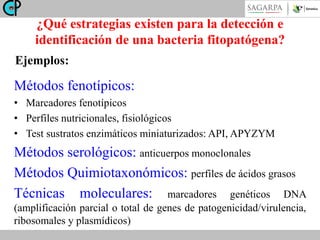 ¿Qué estrategias existen para la detección e
identificación de una bacteria fitopatógena?
Ejemplos:

Métodos fenotípicos:
• Marcadores fenotípicos
• Perfiles nutricionales, fisiológicos
• Test sustratos enzimáticos miniaturizados: API, APYZYM

Métodos serológicos: anticuerpos monoclonales
Métodos Quimiotaxonómicos: perfiles de ácidos grasos
Técnicas moleculares: marcadores genéticos DNA
(amplificación parcial o total de genes de patogenicidad/virulencia,
ribosomales y plasmídicos)

 