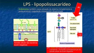 LPS - lipopolissacarídeo
LPS - lipopolissacarídeo
LPS –
LPS – lipídio
lipídio em combinação com
em combinação com polissacarídeos
polissacarídeos
e proteínas – formando a principal porção da
e proteínas – formando a principal porção da
parede celular de Gram-negativas
parede celular de Gram-negativas
Endotoxina
Endotoxina também causa ativação do sistema Complemento e
também causa ativação do sistema Complemento e
pode provocar coagulação intravascular disseminada
pode provocar coagulação intravascular disseminada
Parede celular das bactérias
Gram-negativas
PS
L
L L
 