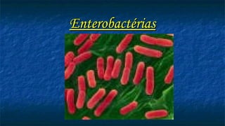 Enterobactérias
Enterobactérias
 